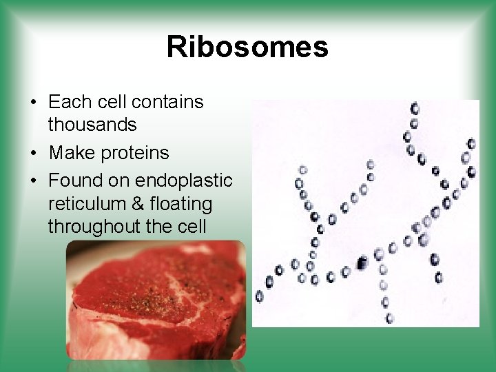 Ribosomes • Each cell contains thousands • Make proteins • Found on endoplastic reticulum