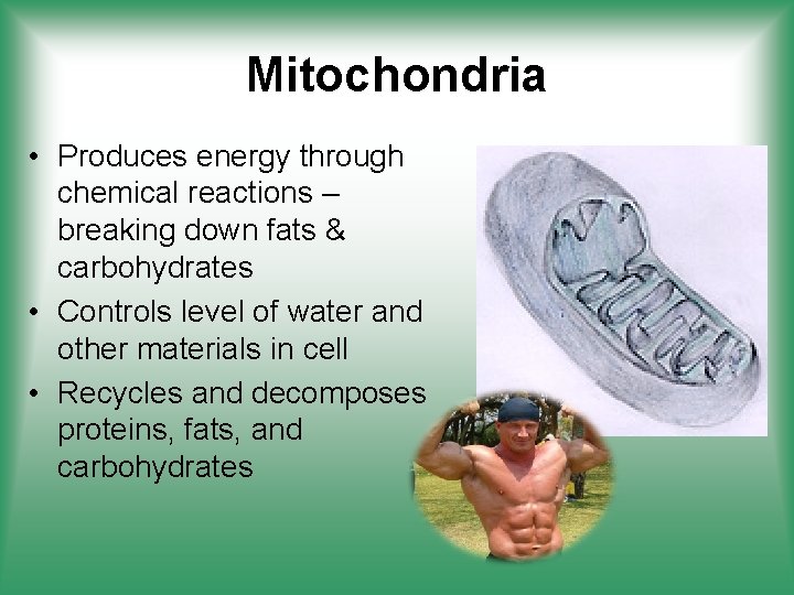 Mitochondria • Produces energy through chemical reactions – breaking down fats & carbohydrates •