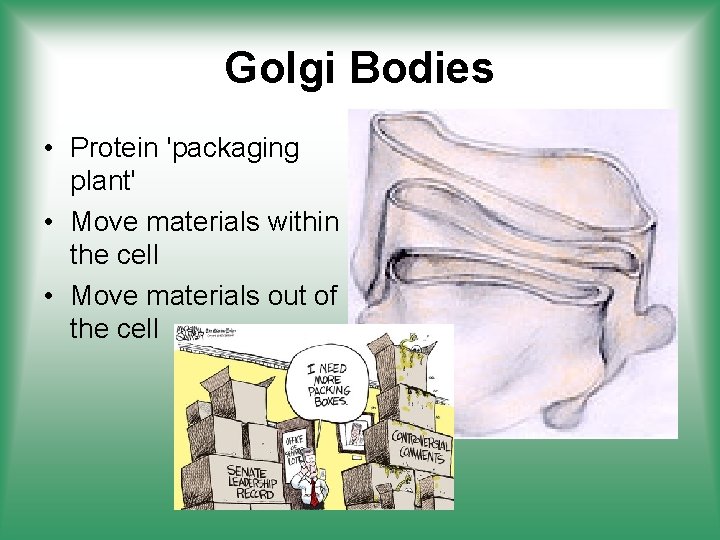 Golgi Bodies • Protein 'packaging plant' • Move materials within the cell • Move