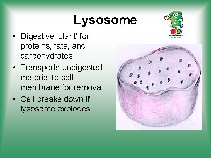 Lysosome • Digestive 'plant' for proteins, fats, and carbohydrates • Transports undigested material to