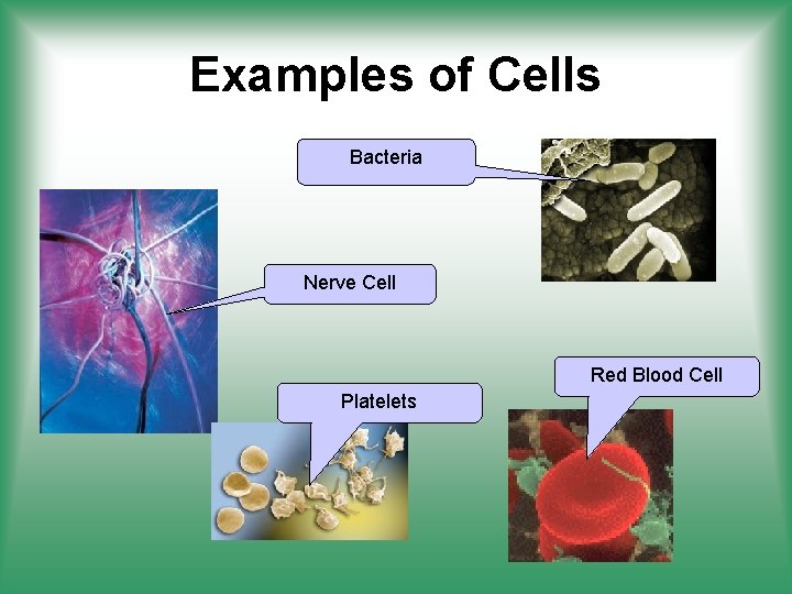 Examples of Cells Bacteria Nerve Cell Red Blood Cell Platelets 