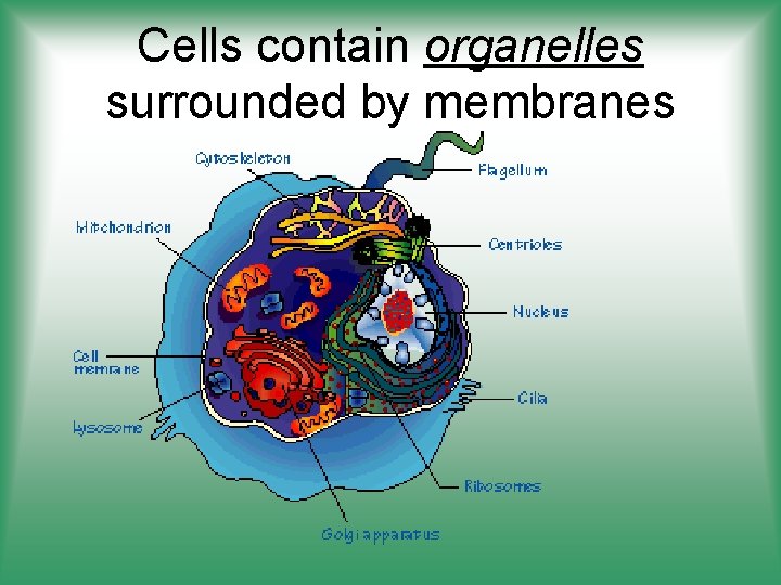 Cells contain organelles surrounded by membranes 