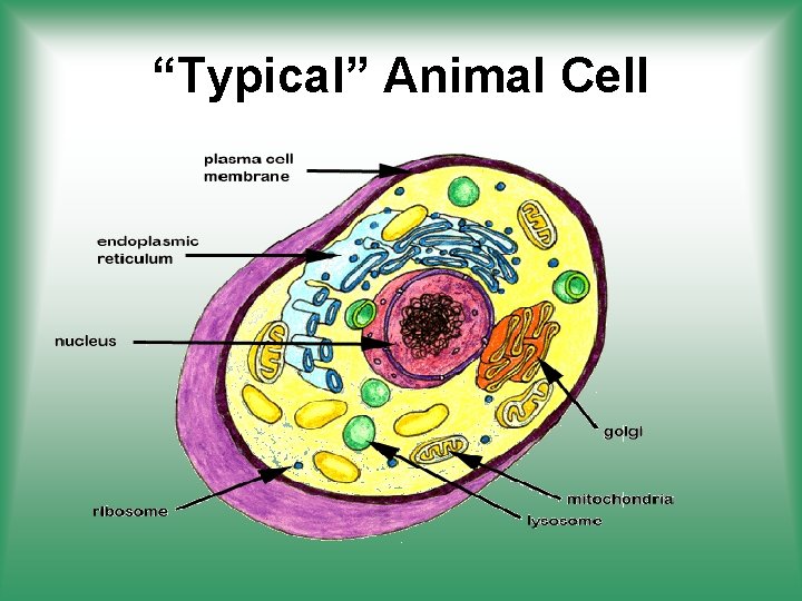 “Typical” Animal Cell 