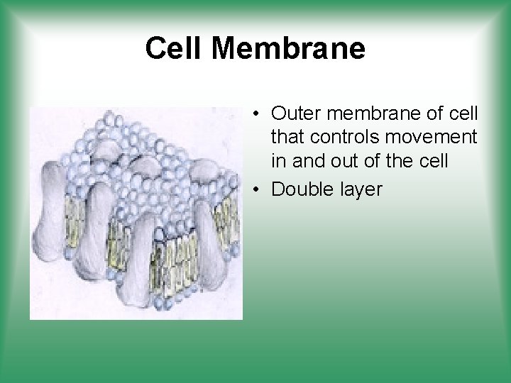 Cell Membrane • Outer membrane of cell that controls movement in and out of