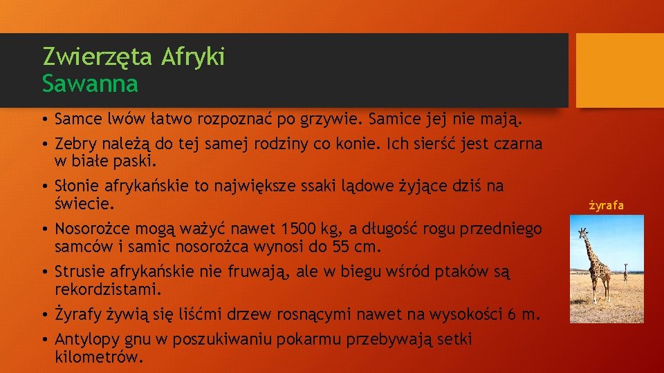 Zwierzęta Afryki Sawanna • Samce lwów łatwo rozpoznać po grzywie. Samice jej nie mają.