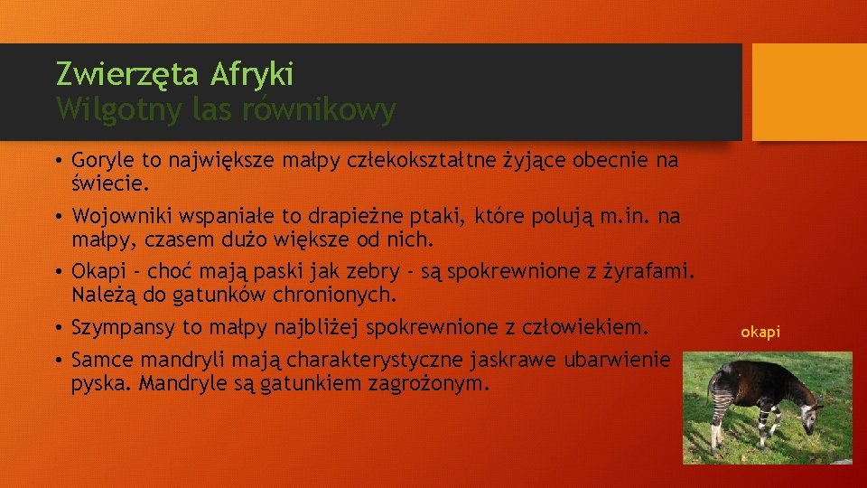 Zwierzęta Afryki Wilgotny las równikowy • Goryle to największe małpy człekokształtne żyjące obecnie na