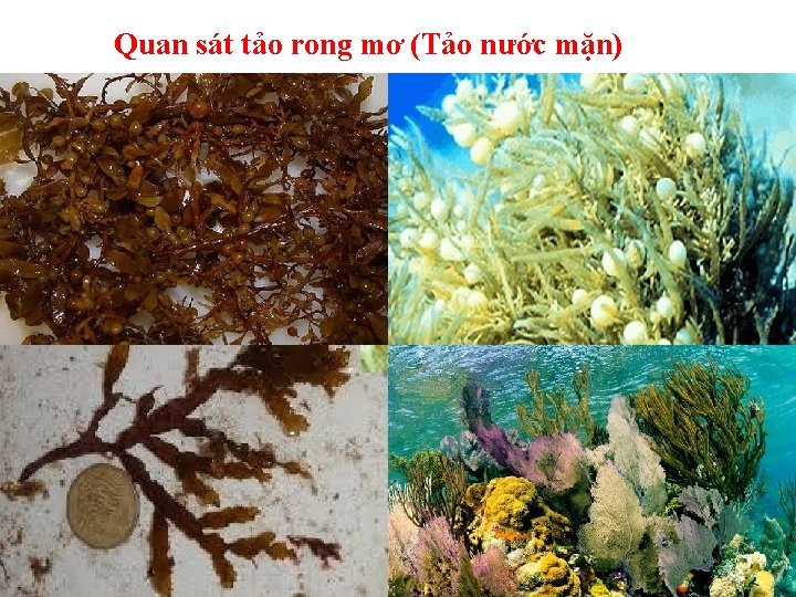 Quan sát tảo rong mơ (Tảo nước mặn) 