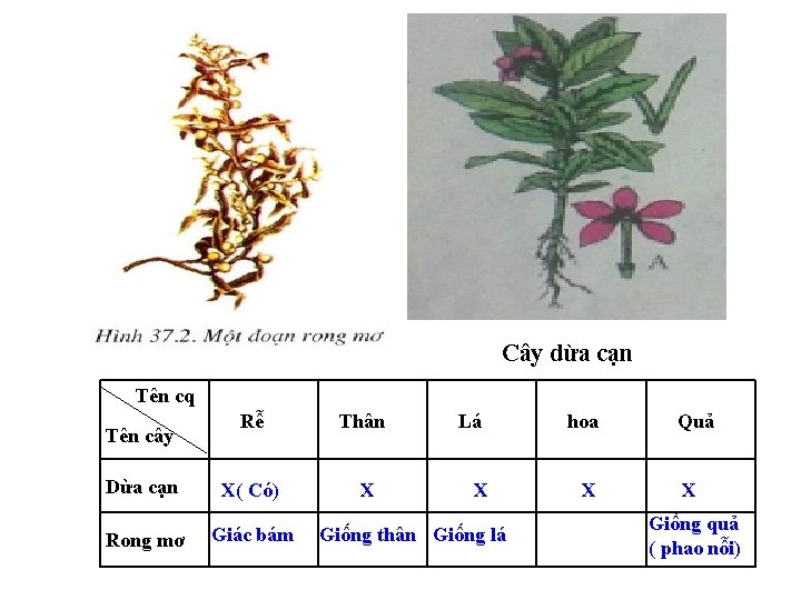 Cây dừa cạn Tên cq Rễ Thân Dừa cạn X( Có) X Rong mơ