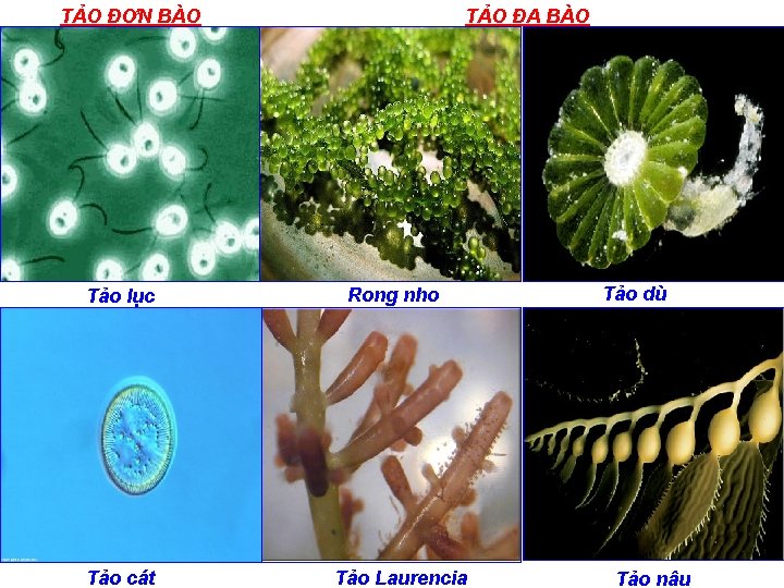 TẢO ĐƠN BÀO Tảo lục Tảo cát TẢO ĐA BÀO Rong nho Tảo Laurencia