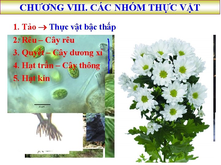 CHƯƠNG VIII. CÁC NHÓM THỰC VẬT 1. Tảo Thực vật bậc thấp 2. Rêu