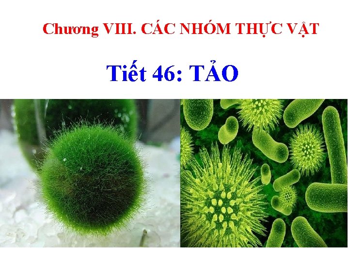 Chương VIII. CÁC NHÓM THỰC VẬT Tiết 46: TẢO 