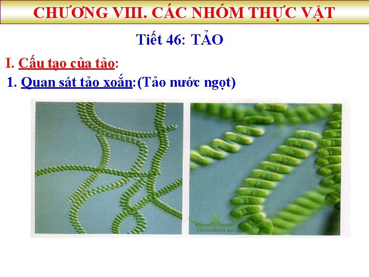 CHƯƠNG VIII. CÁC NHÓM THỰC VẬT Tiết 46: TẢO I. Cấu tạo của tảo: