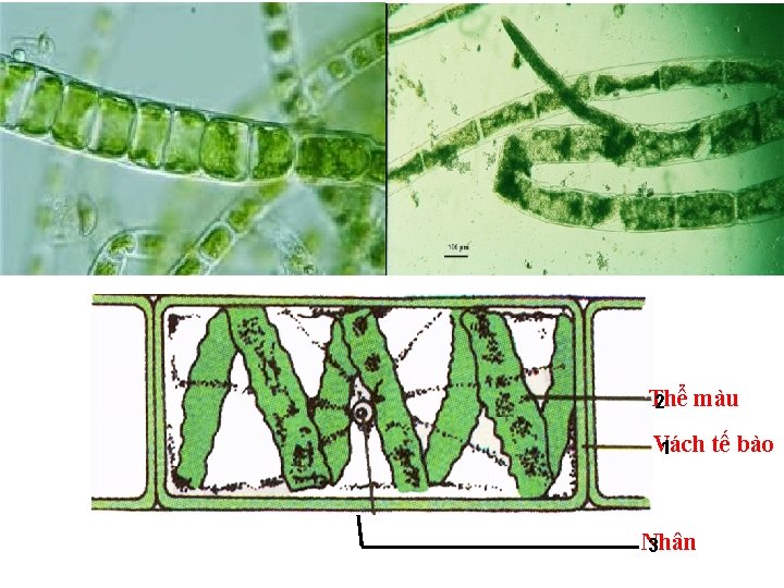 Thể 2 màu Vách tế bào 1 Nhân 3 