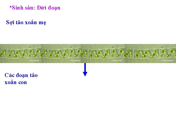 *Sinh sản: Đứt đoạn Sợi tảo xoắn mẹ Các đoạn tảo xoắn con 