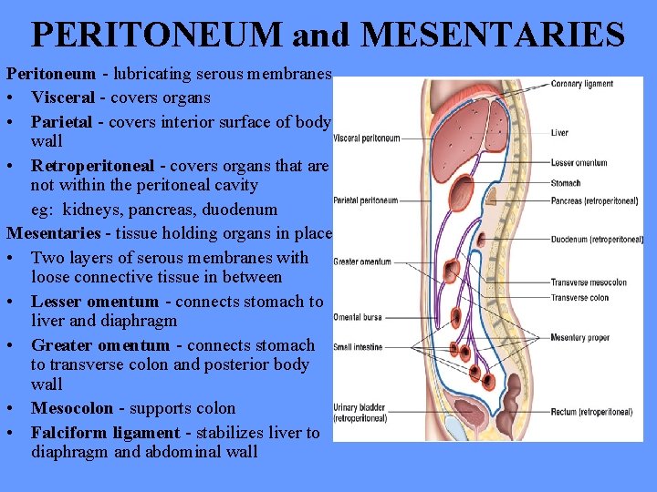 HUMAN ANATOMY LECTURE NINETEEN DIGESTIVE SYSTEM GENERAL ANATOMY