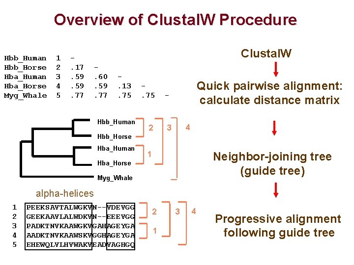 Overview of Clustal. W Procedure Hbb_Human Hbb_Horse Hba_Human Hba_Horse Myg_Whale 1 2 3 4