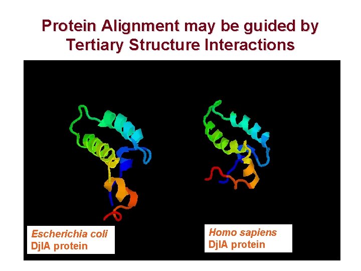 Protein Alignment may be guided by Tertiary Structure Interactions Escherichia coli Djl. A protein