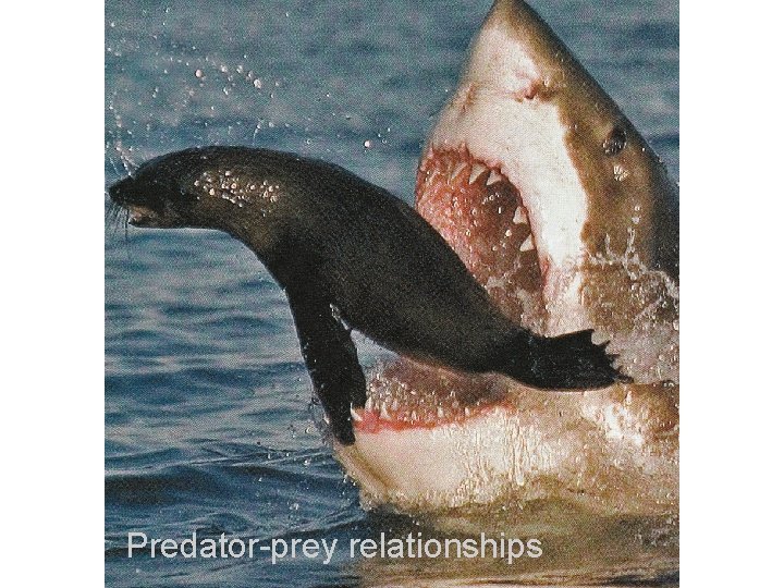 Predator-prey relationships 