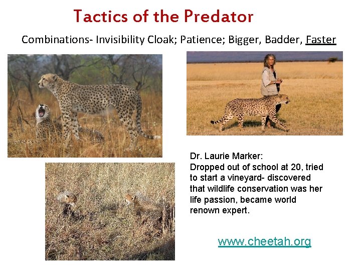 Tactics of the Predator Combinations- Invisibility Cloak; Patience; Bigger, Badder, Faster Dr. Laurie Marker: