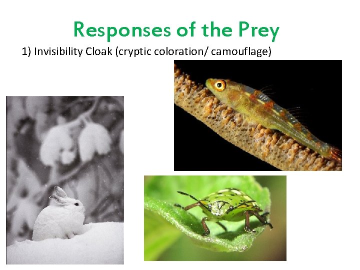 Responses of the Prey 1) Invisibility Cloak (cryptic coloration/ camouflage) 