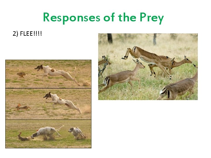 Responses of the Prey 2) FLEE!!!! 