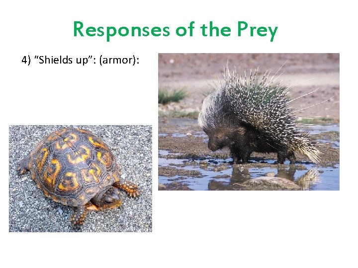 Responses of the Prey 4) “Shields up”: (armor): 