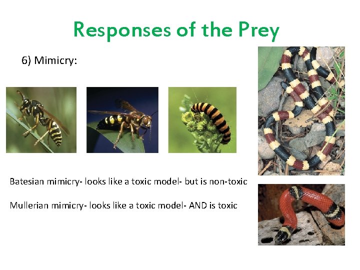 Responses of the Prey 6) Mimicry: Batesian mimicry- looks like a toxic model- but