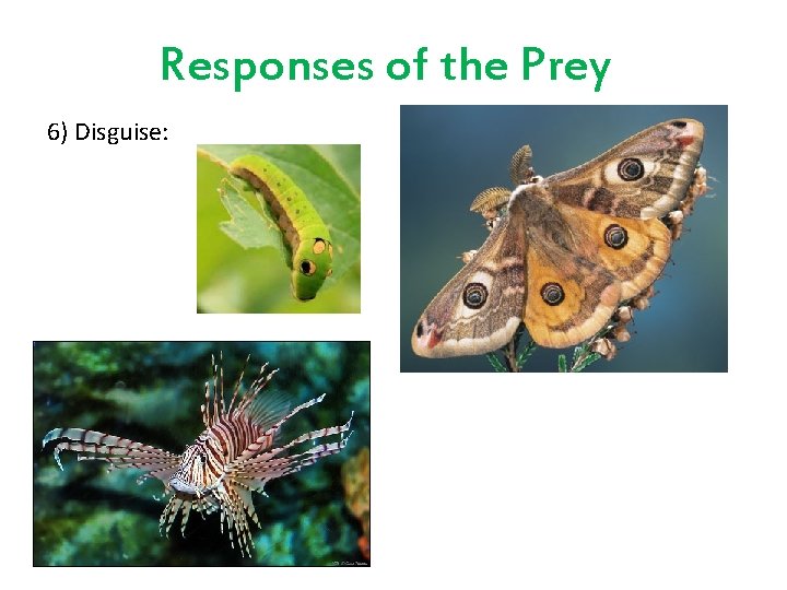 Responses of the Prey 6) Disguise: 