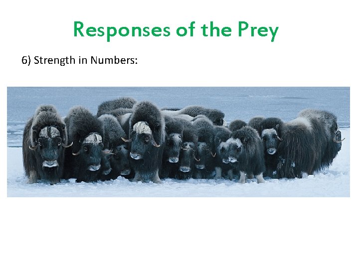 Responses of the Prey 6) Strength in Numbers: 