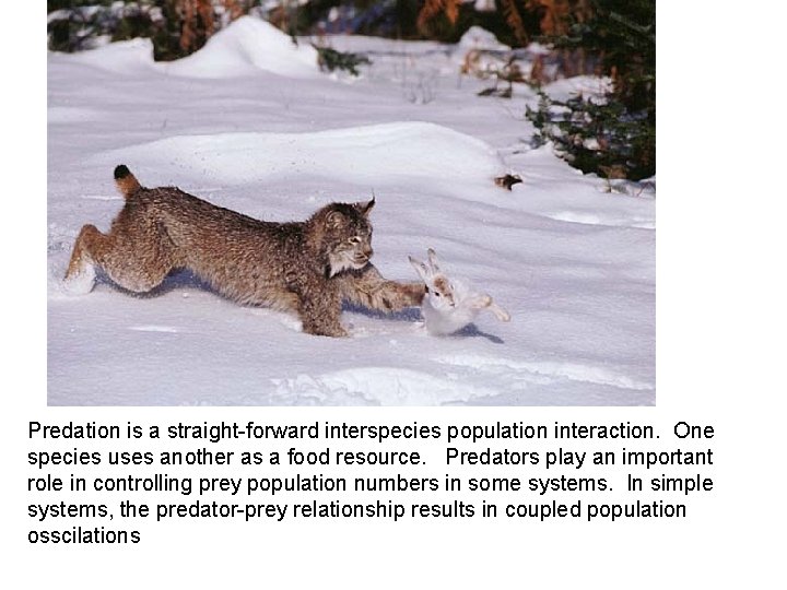 Predation is a straight-forward interspecies population interaction. One species uses another as a food