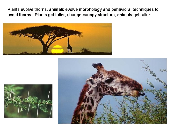 Plants evolve thorns, animals evolve morphology and behavioral techniques to avoid thorns. Plants get