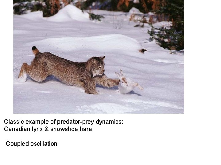 Classic example of predator-prey dynamics: Canadian lynx & snowshoe hare Coupled oscillation 