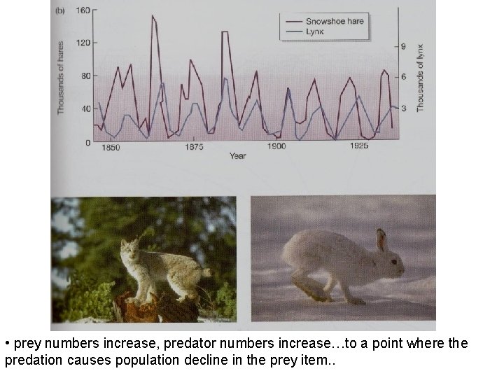  • prey numbers increase, predator numbers increase…to a point where the predation causes