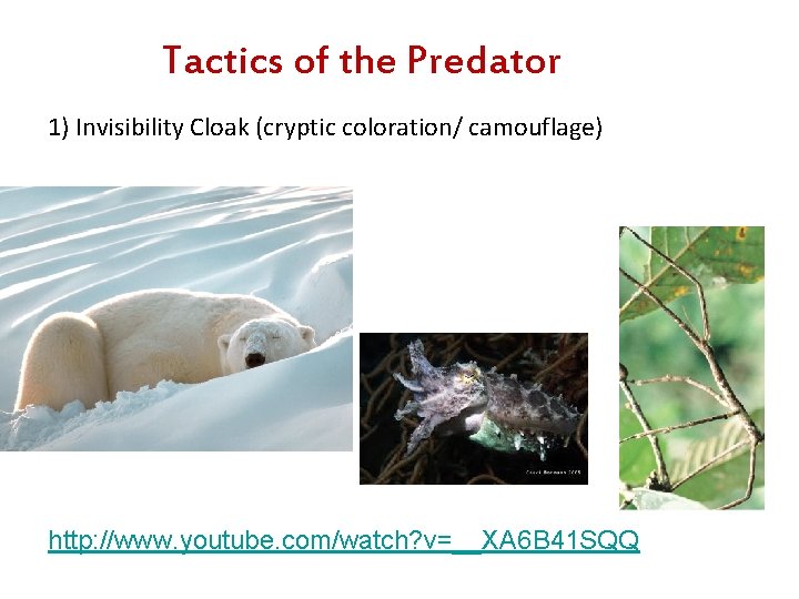 Tactics of the Predator 1) Invisibility Cloak (cryptic coloration/ camouflage) http: //www. youtube. com/watch?