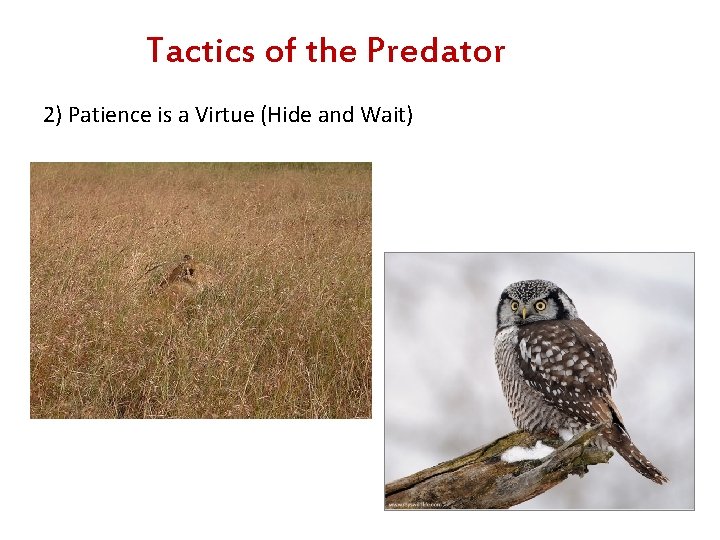 Tactics of the Predator 2) Patience is a Virtue (Hide and Wait) 