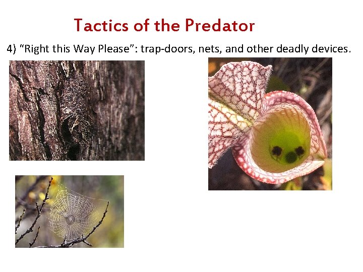 Tactics of the Predator 4) “Right this Way Please”: trap-doors, nets, and other deadly