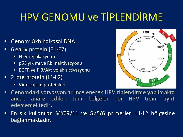 HPV GENOMU ve TİPLENDİRME § Genom: 8 kb halkasal DNA § 6 early protein