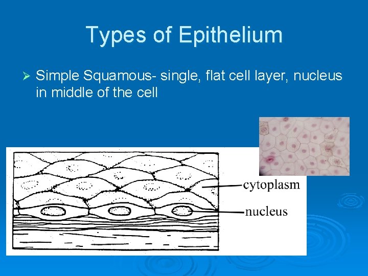 Types of Epithelium Ø Simple Squamous- single, flat cell layer, nucleus in middle of