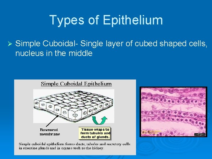 Types of Epithelium Ø Simple Cuboidal- Single layer of cubed shaped cells, nucleus in