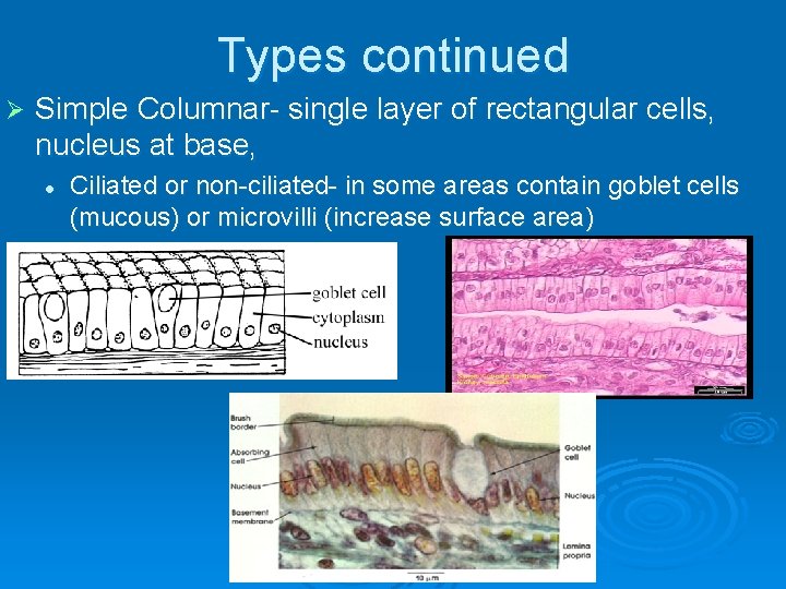 Types continued Ø Simple Columnar- single layer of rectangular cells, nucleus at base, l