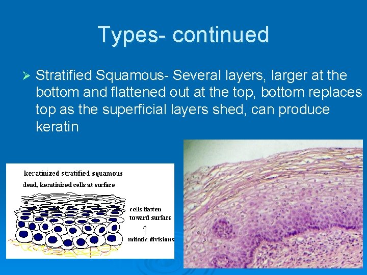 Types- continued Ø Stratified Squamous- Several layers, larger at the bottom and flattened out
