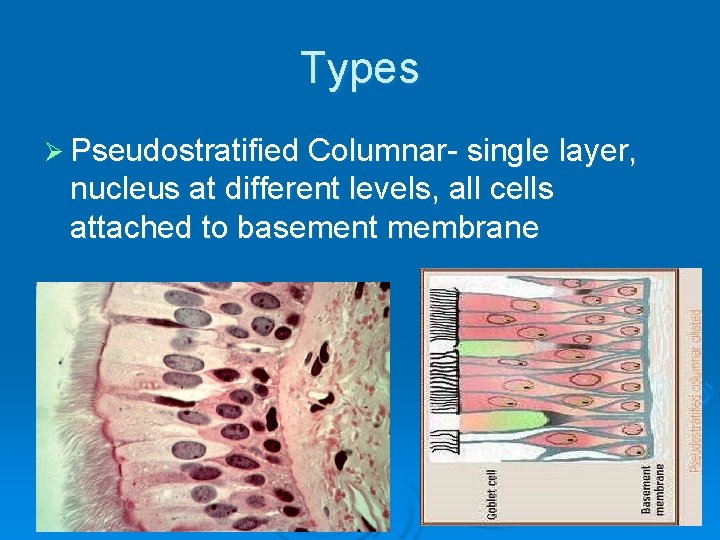 Types Ø Pseudostratified Columnar- single layer, nucleus at different levels, all cells attached to