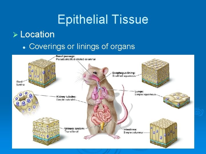 Epithelial Tissue Ø Location l Coverings or linings of organs 