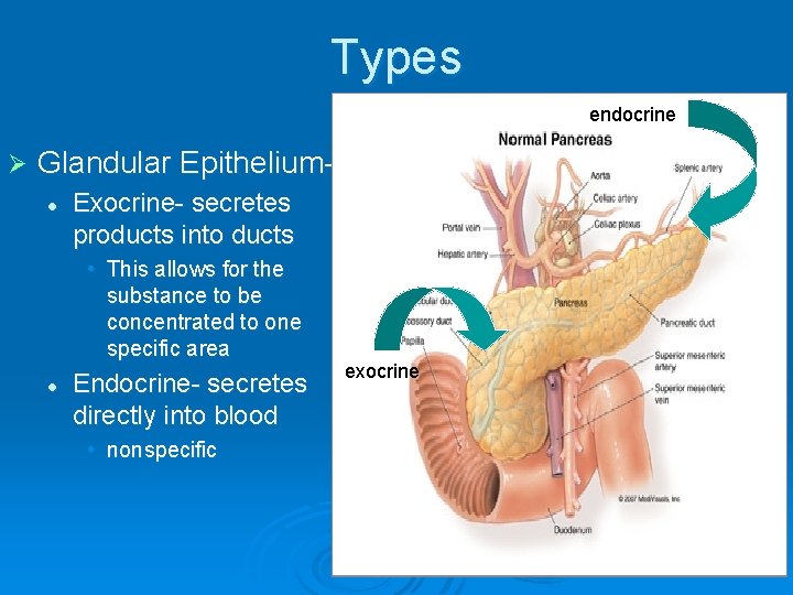 Types endocrine Ø Glandular Epitheliuml Exocrine- secretes products into ducts • This allows for