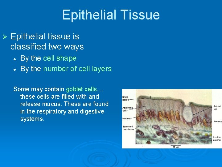 Epithelial Tissue Ø Epithelial tissue is classified two ways l l By the cell