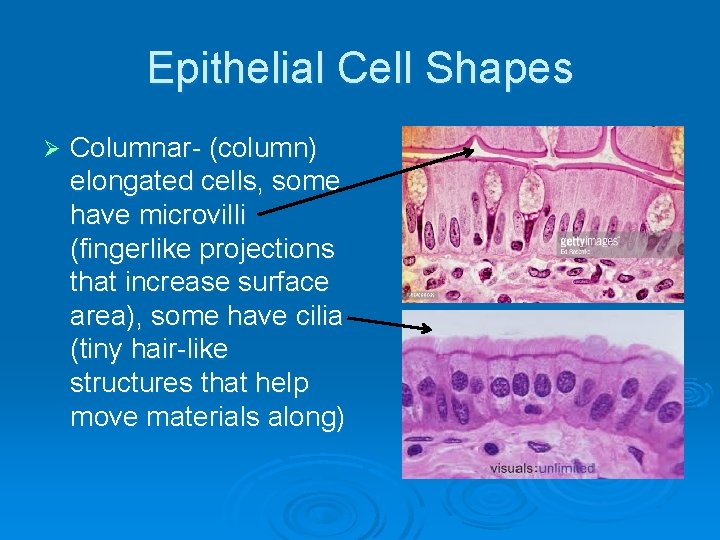 Epithelial Cell Shapes Ø Columnar- (column) elongated cells, some have microvilli (fingerlike projections that