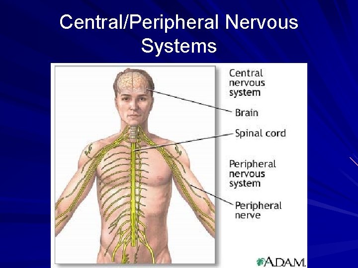 Central/Peripheral Nervous Systems 