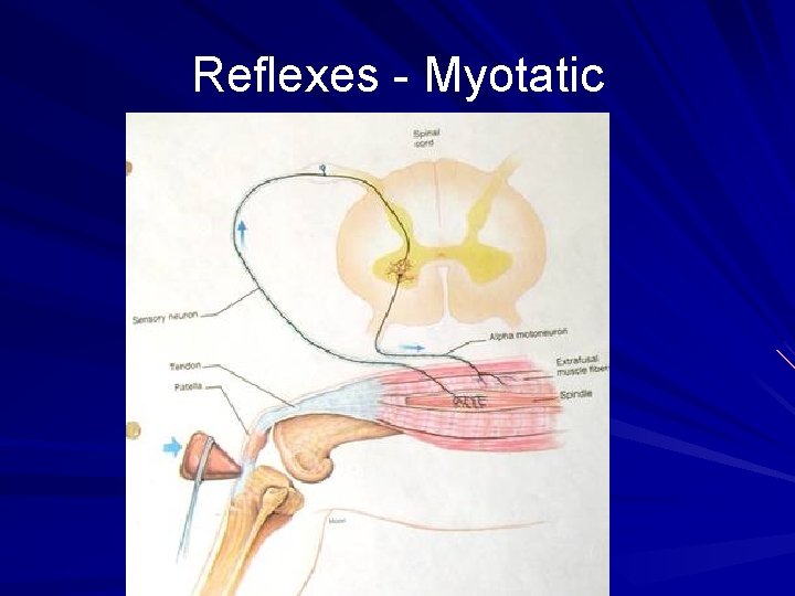 Reflexes - Myotatic 