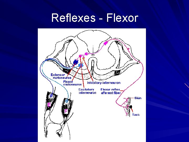 Reflexes - Flexor 