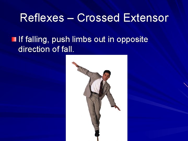 Reflexes – Crossed Extensor If falling, push limbs out in opposite direction of fall.